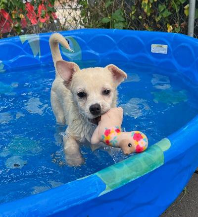 Jenny, an adoptable Pekingese, Terrier in Long Beach, NY, 11561 | Photo Image 5