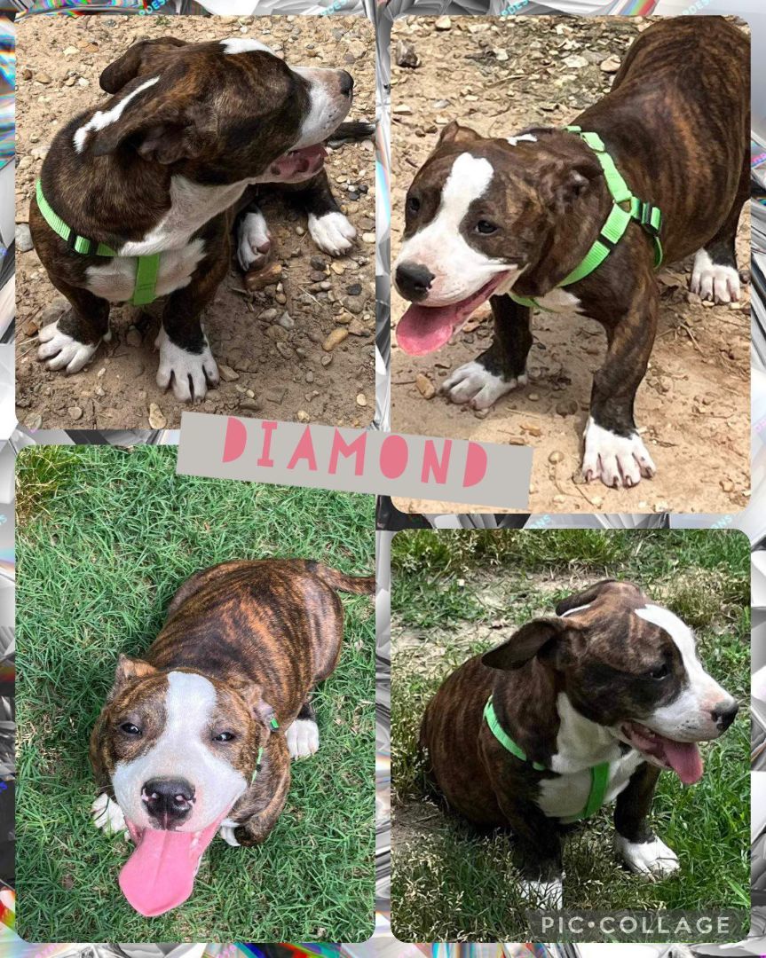 Enlarge Diamond, a Adopted mixed breed image 1/1