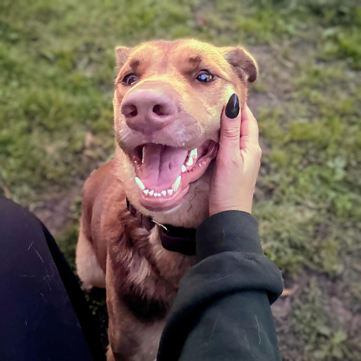 Enlarge Sofia, a Adopted mixed breed in Oakland, CA image 1/3