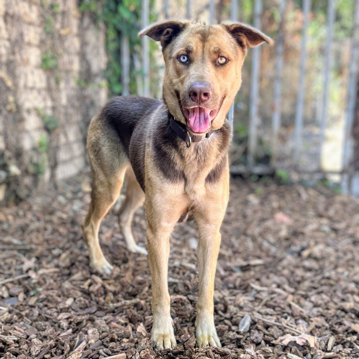 Enlarge Sofia, a Adopted mixed breed in Oakland, CA image 2/3