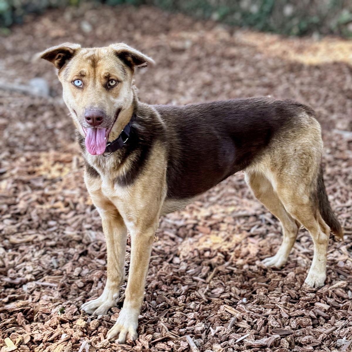 Enlarge Sofia, a Adopted mixed breed in Oakland, CA image 3/3