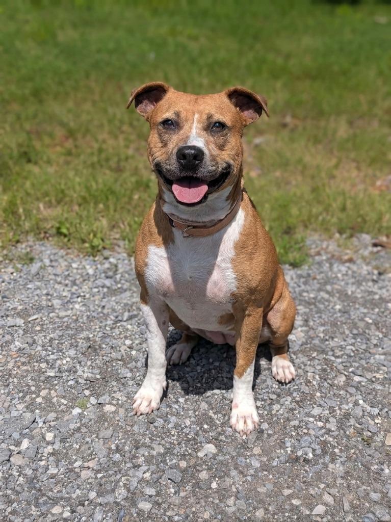 Enlarge Mia, a Adoptable Pit Bull Terrier in Springfield, TN image 1/1