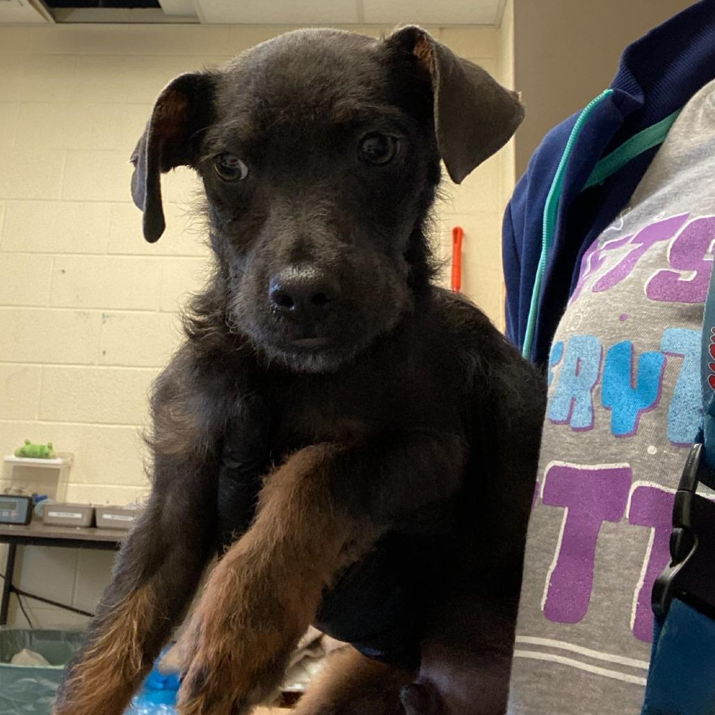 Enlarge Deputy, a Adoptable Mixed Breed in Memphis, TN image 1/1
