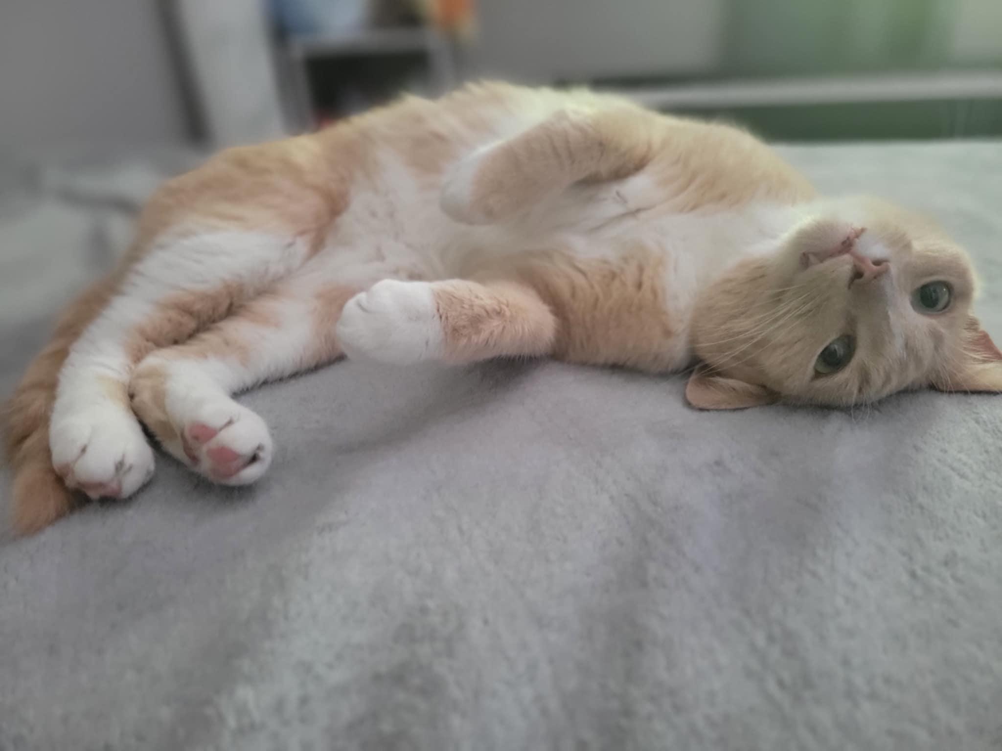 Enlarge Cupcake, a Adoptable mixed breed in Chatham, ON image 6/6