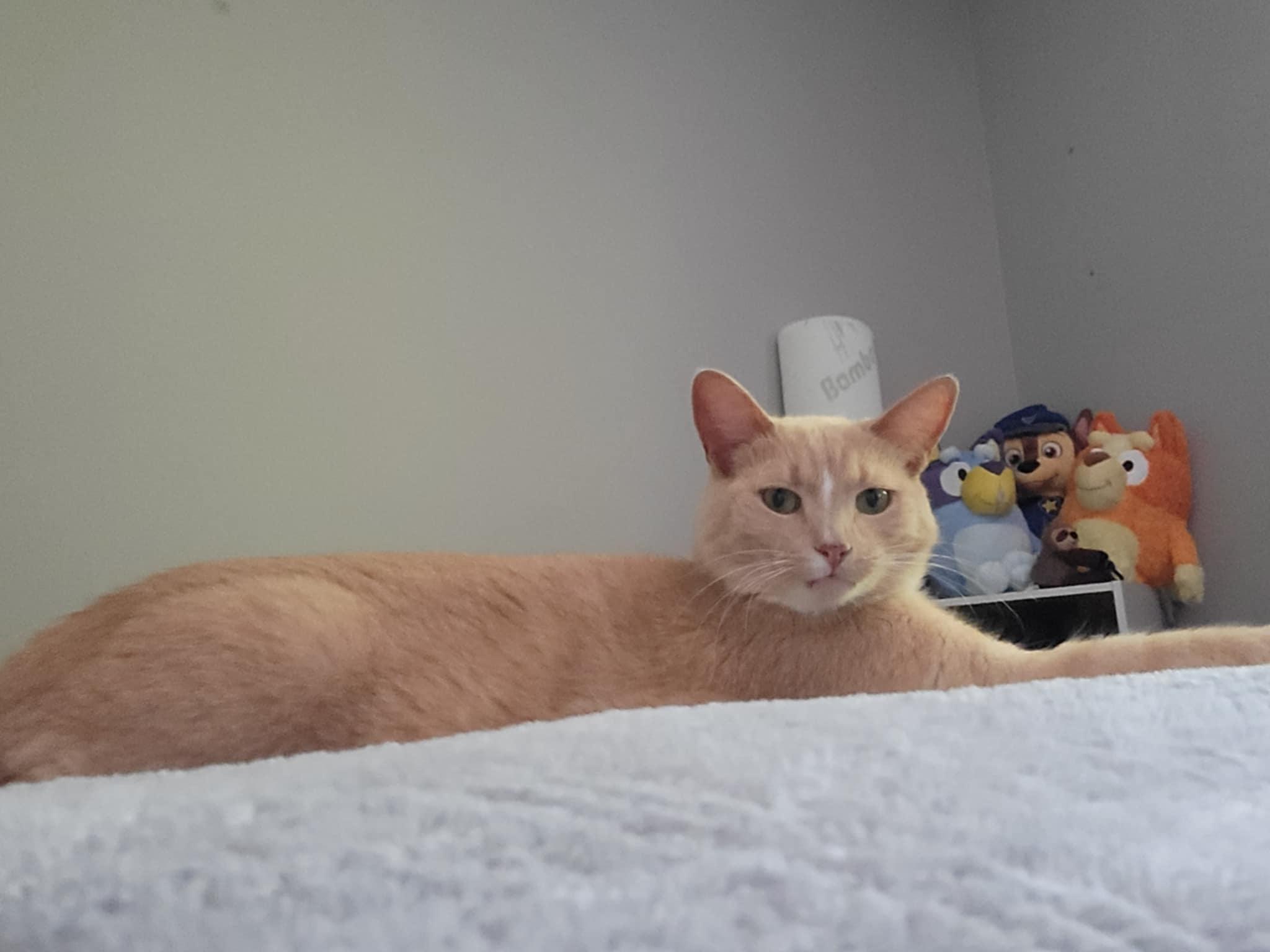 Enlarge Cupcake, a Adoptable mixed breed in Chatham, ON image 2/6