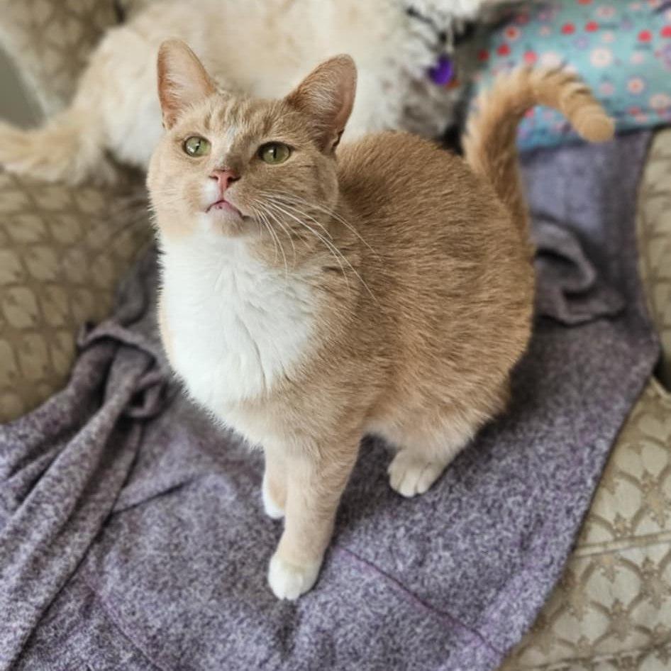 Enlarge Cupcake, a Adoptable mixed breed in Chatham, ON image 3/6