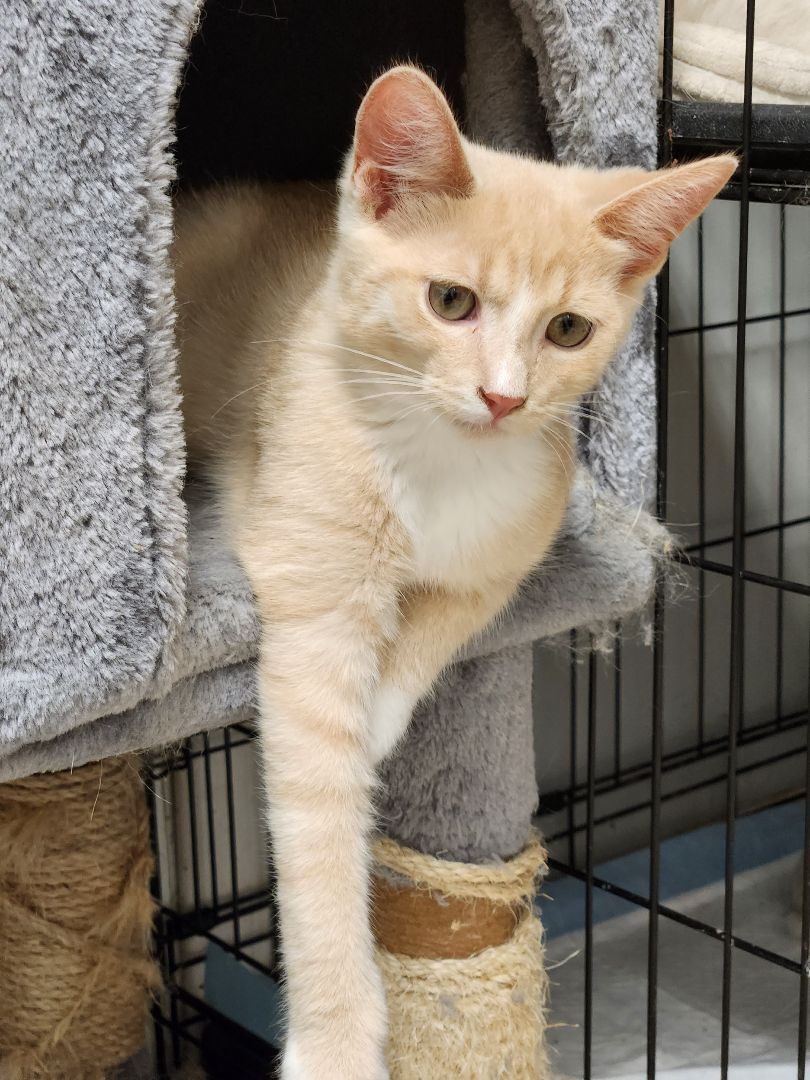 Enlarge Cupcake, a Adoptable mixed breed in Chatham, ON image 5/6