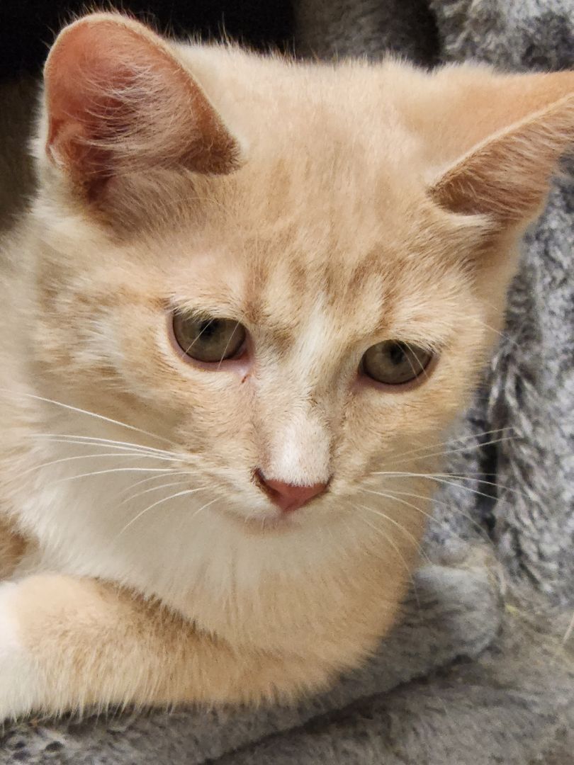 Enlarge Cupcake, a Adoptable mixed breed in Chatham, ON image 4/6