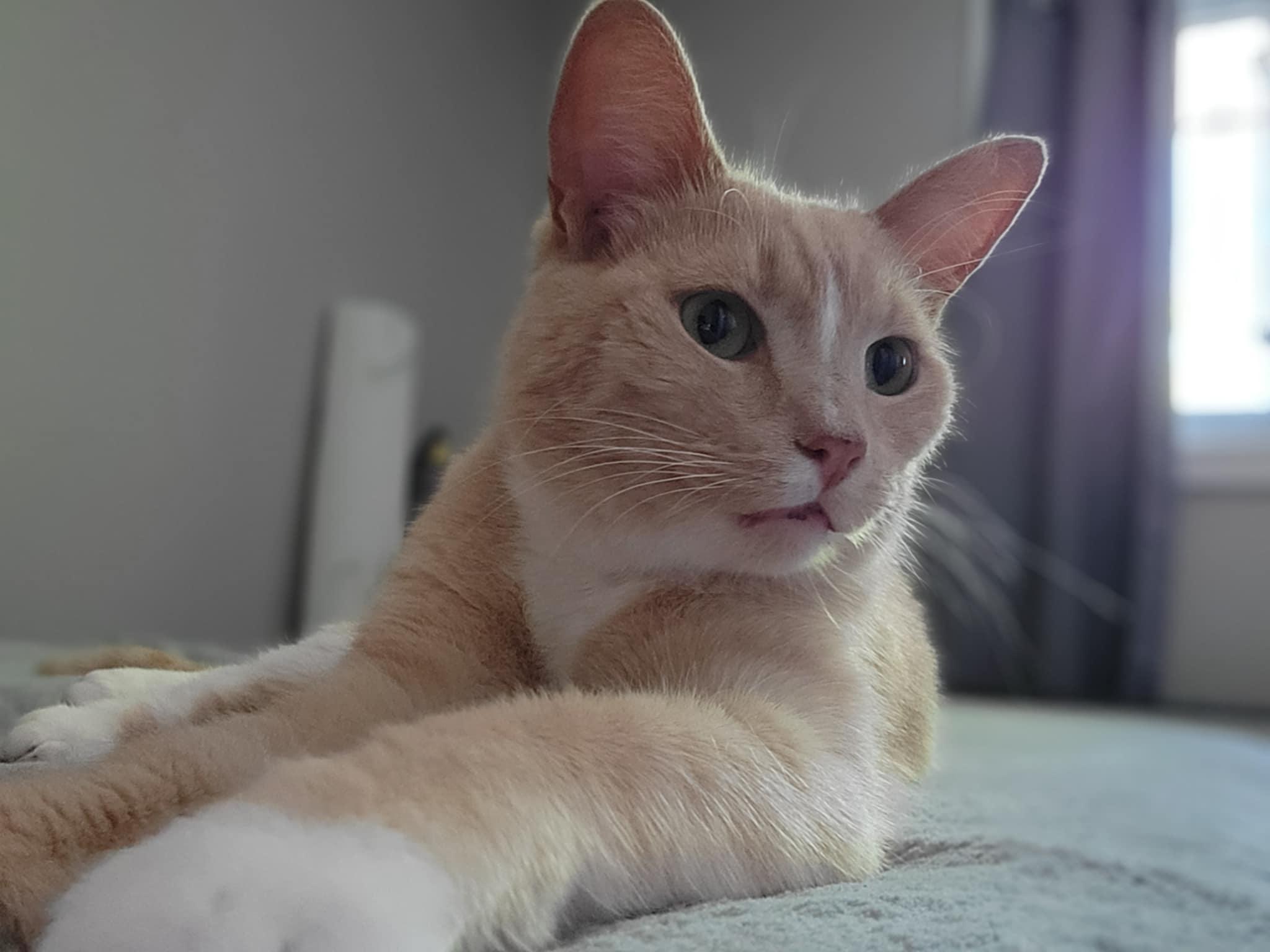 Cupcake, Adoptable, Adult Male American Shorthair.