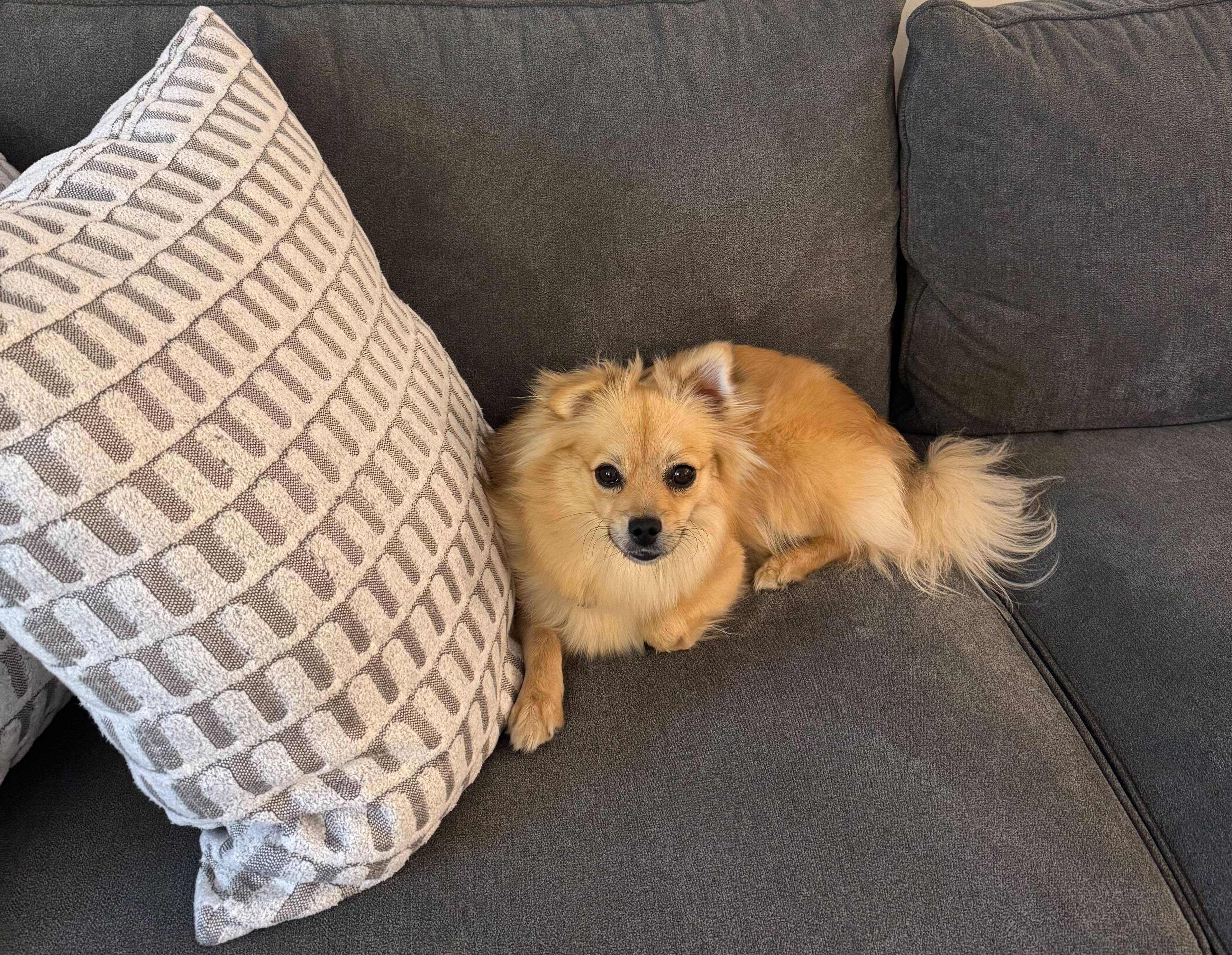 Enlarge Farrah, an adoptable mixed breed in Los Angeles, CA image 2/4