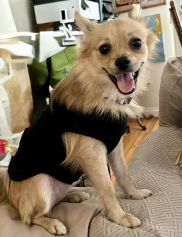 Enlarge Farrah, an adoptable mixed breed in Los Angeles, CA image 3/4