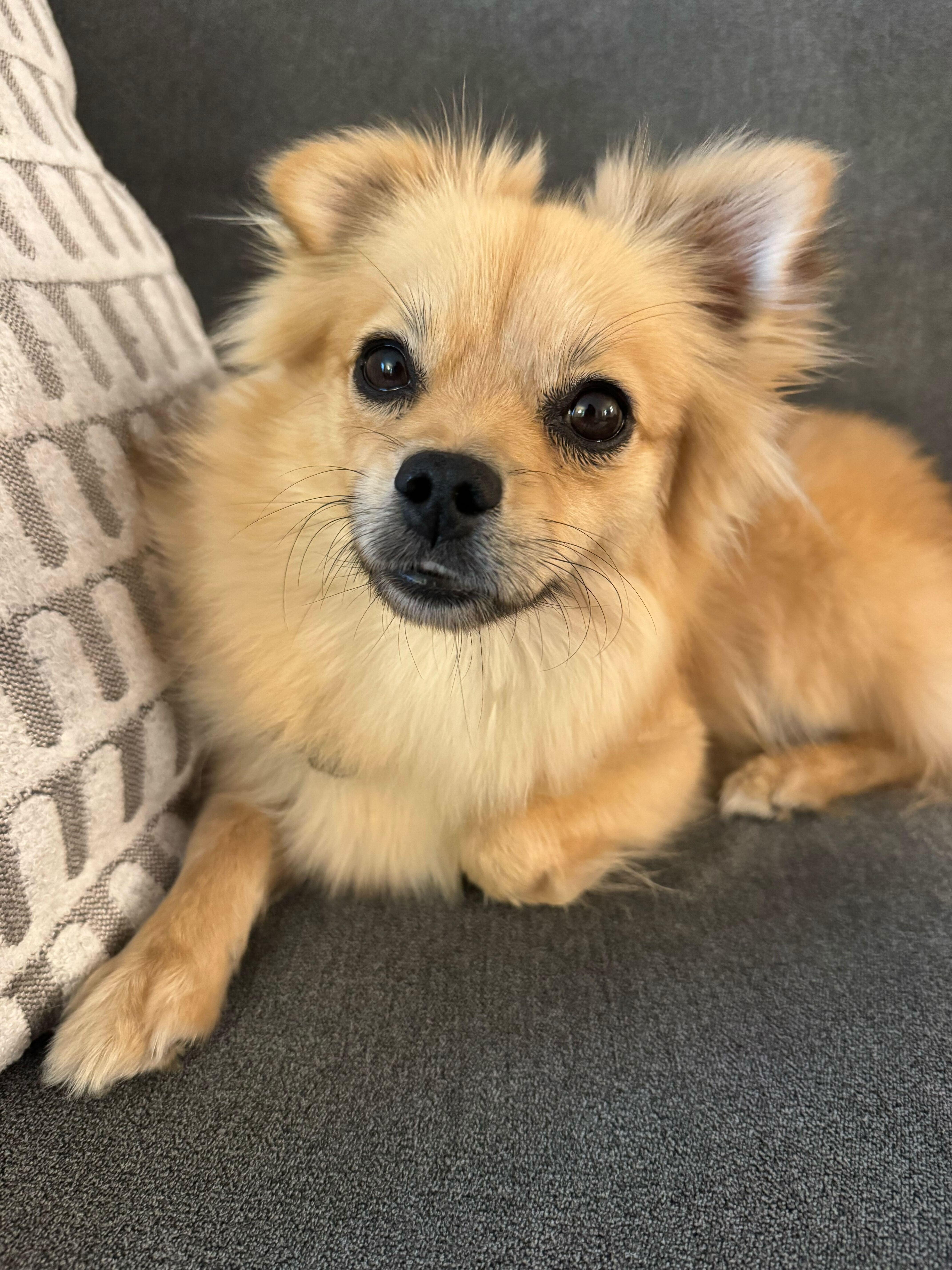 Enlarge Farrah, an adoptable mixed breed in Los Angeles, CA image 1/4