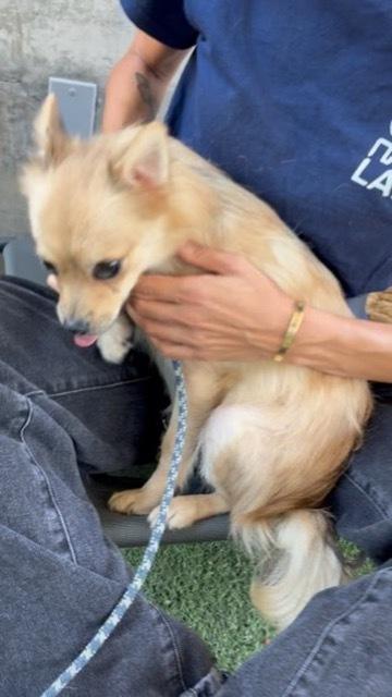 Enlarge Farrah, an adoptable mixed breed in Los Angeles, CA image 4/4