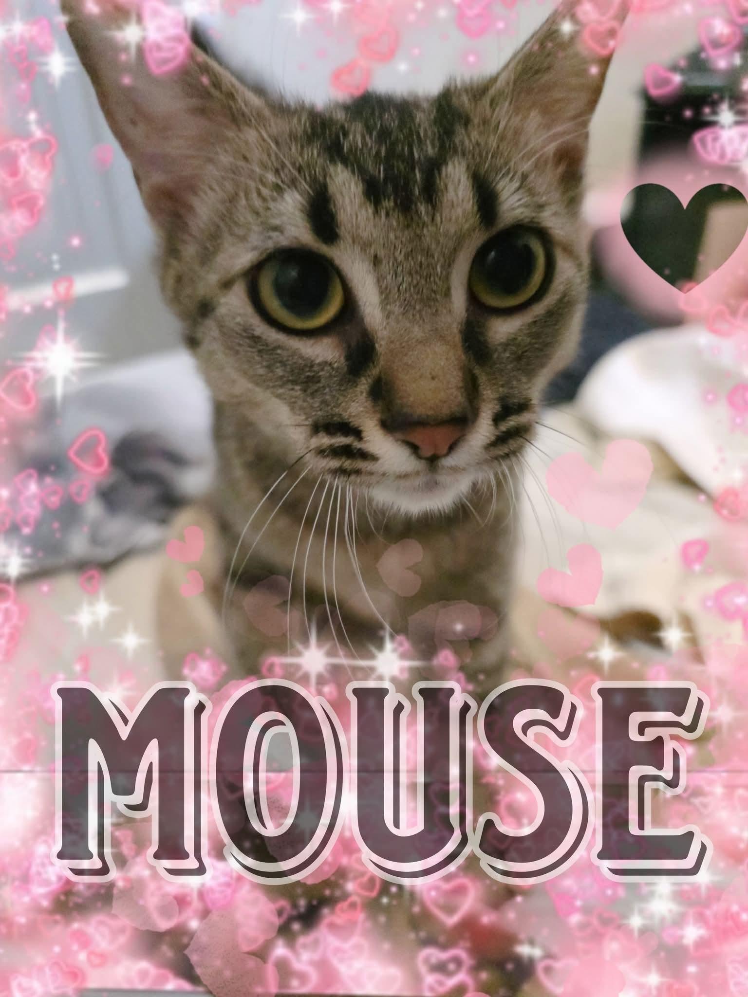 Enlarge Mouse, a Adoptable Domestic Short Hair in Silver Springs, FL image 1/2