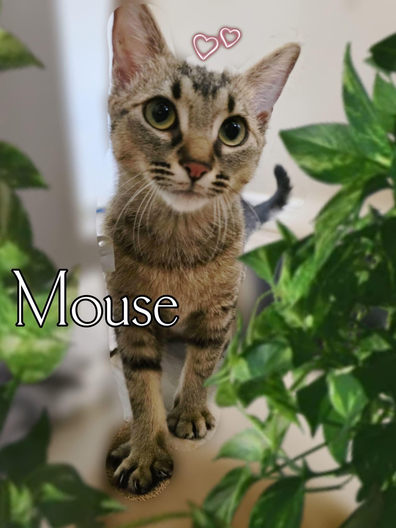 Enlarge Mouse, a Adoptable Domestic Short Hair in Silver Springs, FL image 2/2