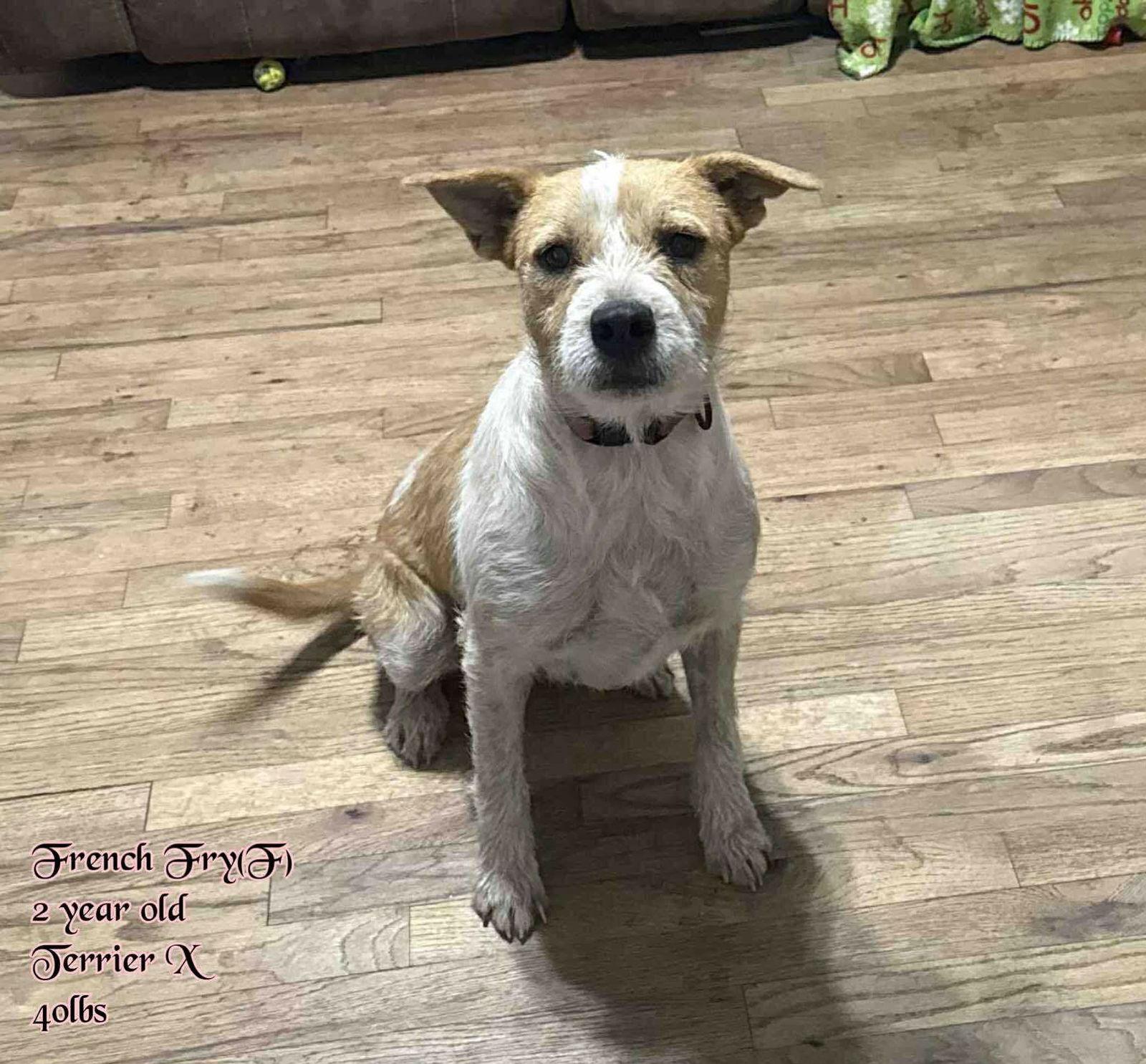 Enlarge French Fry, a Adoptable Terrier in Pomfret Center, CT image 1/3