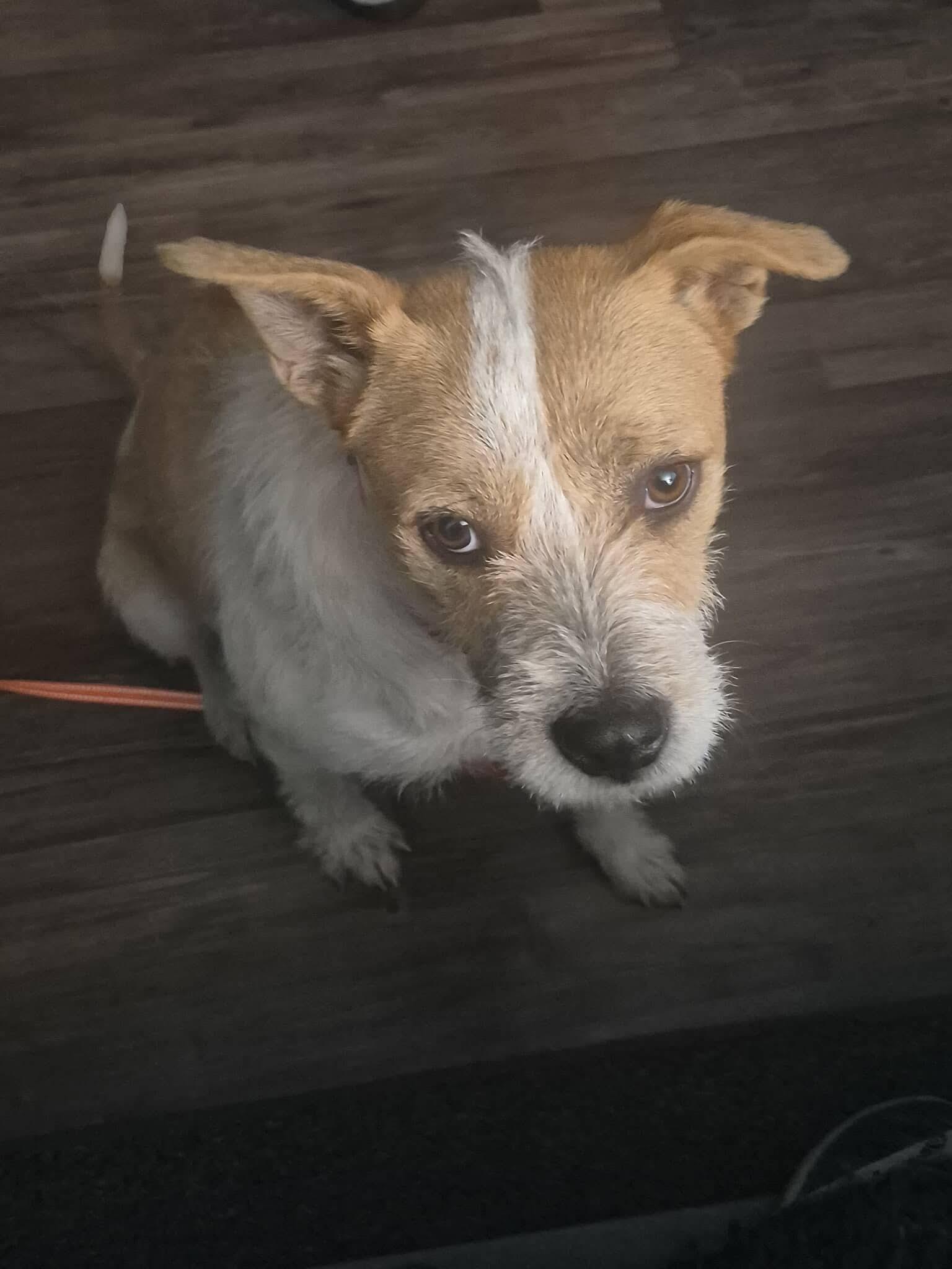 Enlarge French Fry, a Adoptable Terrier in Pomfret Center, CT image 2/3