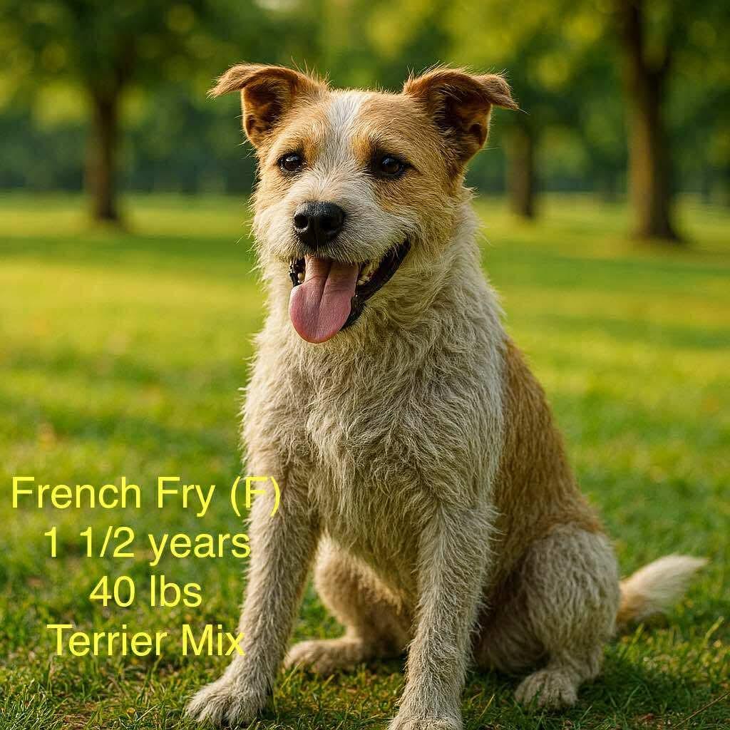 Enlarge French Fry, a Adoptable Terrier in Pomfret Center, CT image 3/3