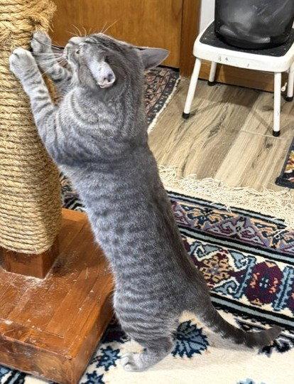 Enlarge Annie, a Adopted Domestic Short Hair in Shawnee, KS image 1/3