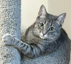 Enlarge Annie, a Adopted Domestic Short Hair in Shawnee, KS image 2/3
