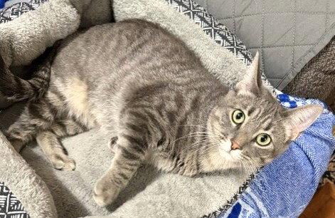 Enlarge Annie, a Adopted Domestic Short Hair in Shawnee, KS image 3/3