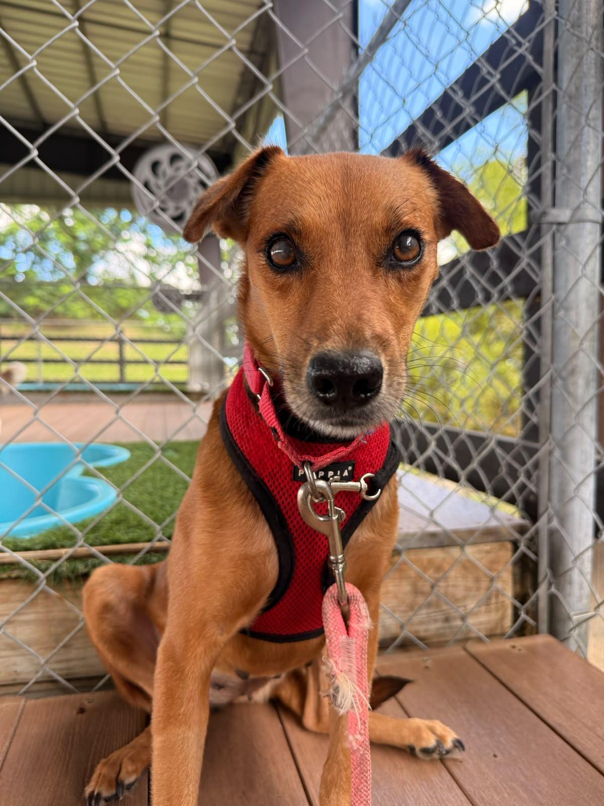 Enlarge Sabanera, a Adoptable Mixed Breed in Morristown, NJ image 4/6