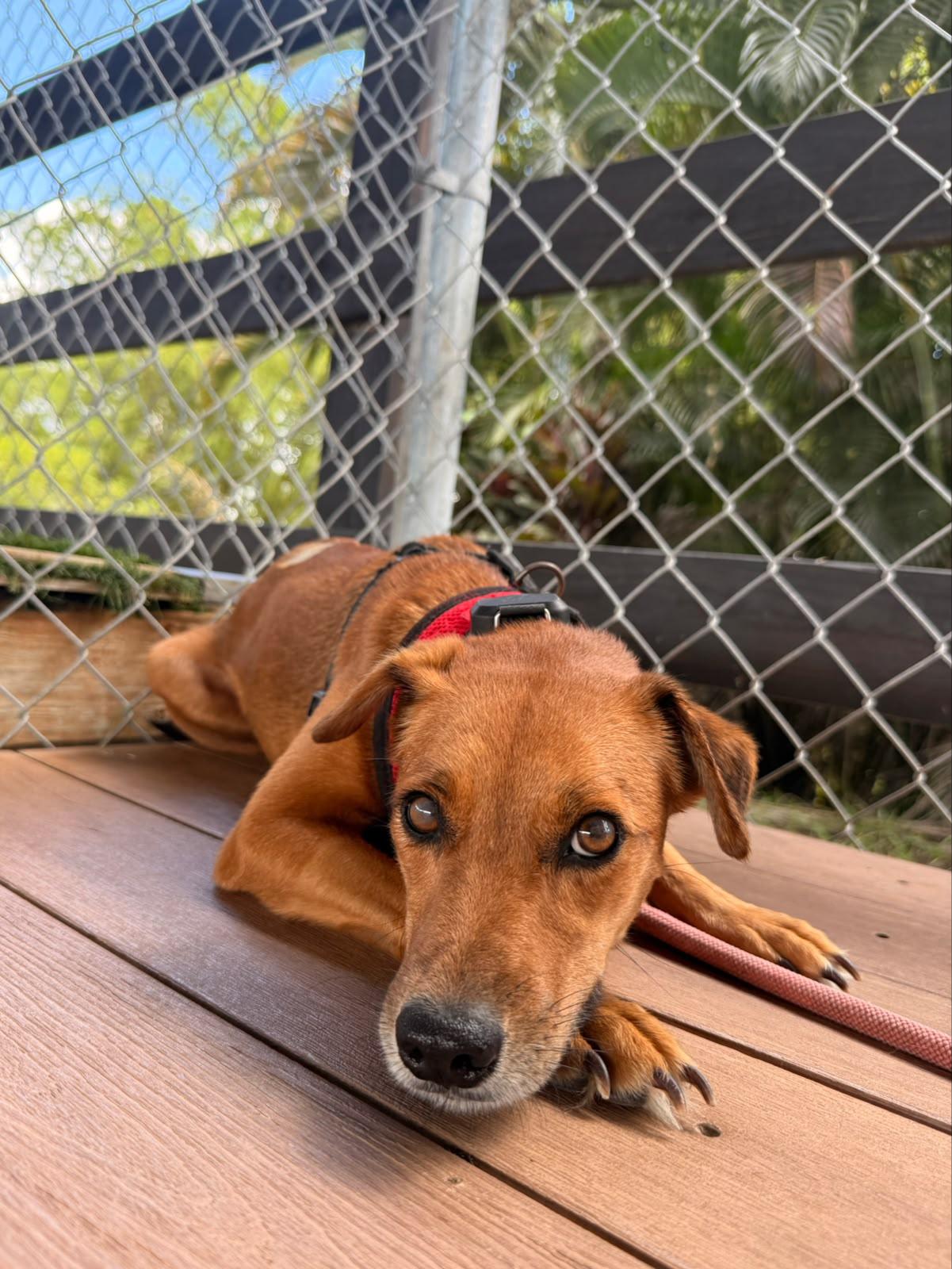 Enlarge Sabanera, a Adoptable Mixed Breed in Morristown, NJ image 1/6