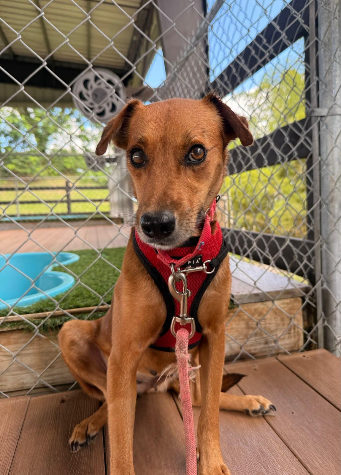 Enlarge Sabanera, a Adoptable Mixed Breed in Morristown, NJ image 2/6