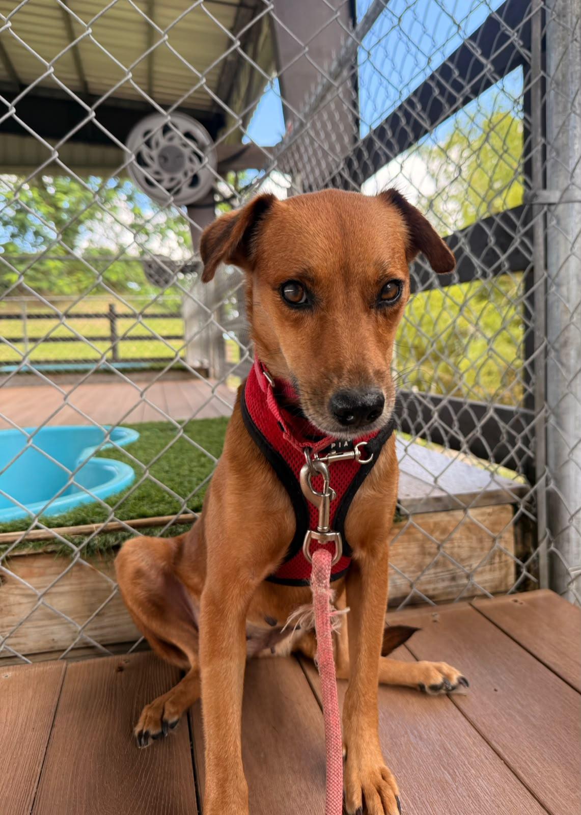 Enlarge Sabanera, a Adoptable Mixed Breed in Morristown, NJ image 3/6
