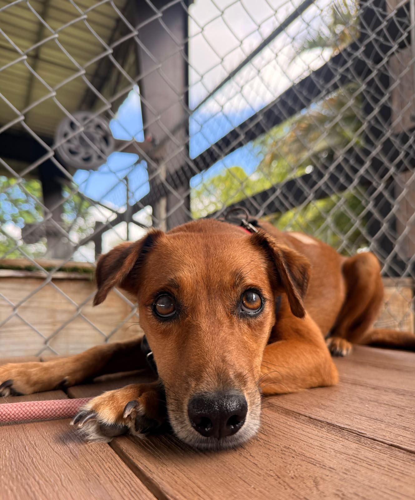 Enlarge Sabanera, a Adoptable Mixed Breed in Morristown, NJ image 5/6