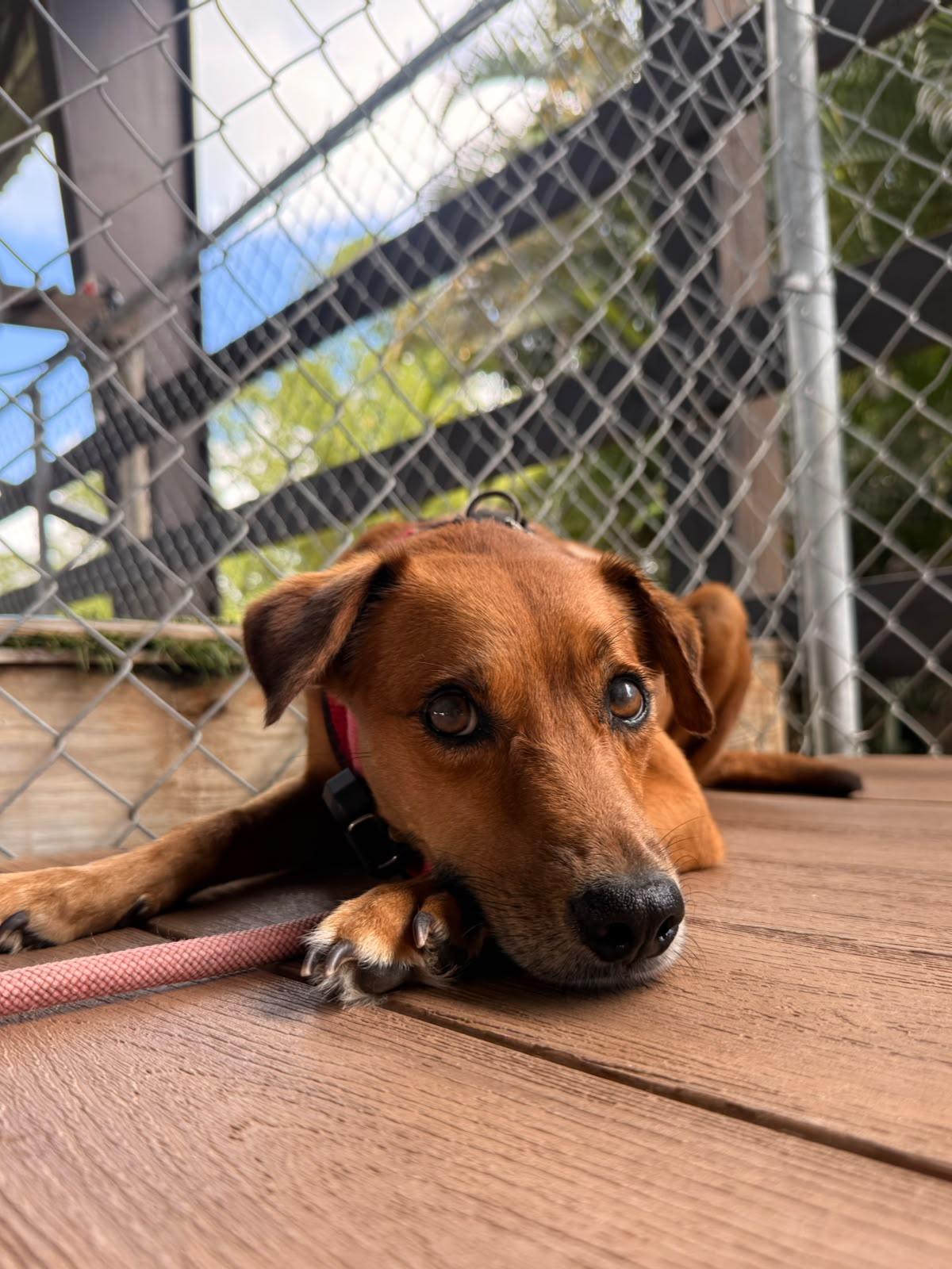 Enlarge Sabanera, a Adoptable Mixed Breed in Morristown, NJ image 6/6