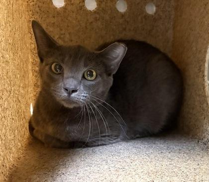 Heidi - Working Cat, Adoptable, Adult Female Domestic Short Hair & Domestic Short Hair.