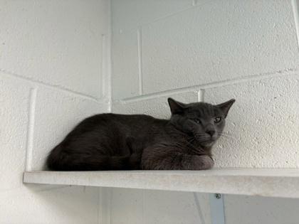 Enlarge Heidi - Working Cat, a Adoptable mixed breed in Fairfax, VA image 2/3