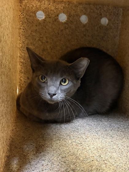 Enlarge Heidi - Working Cat, a Adoptable mixed breed in Fairfax, VA image 3/3