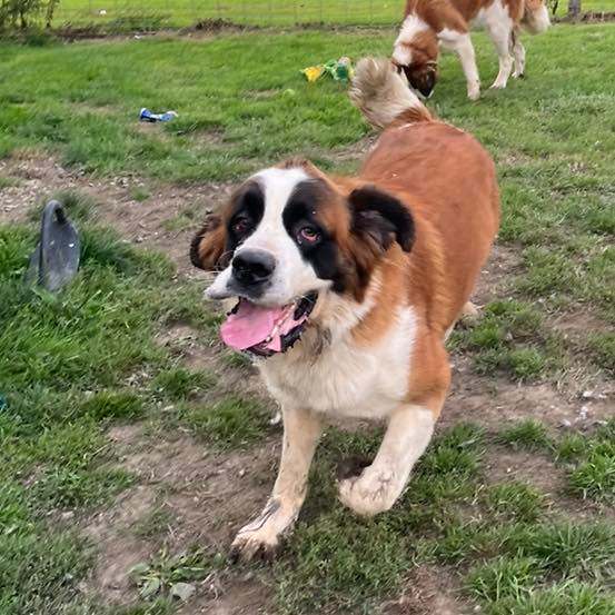 Enlarge Lizzy, a Adopted Saint Bernard in Snover, MI image 1/1