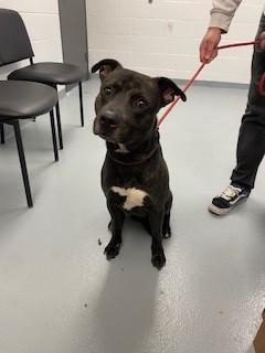 CASPER, Adoptable, Adult Male Pit Bull Terrier.