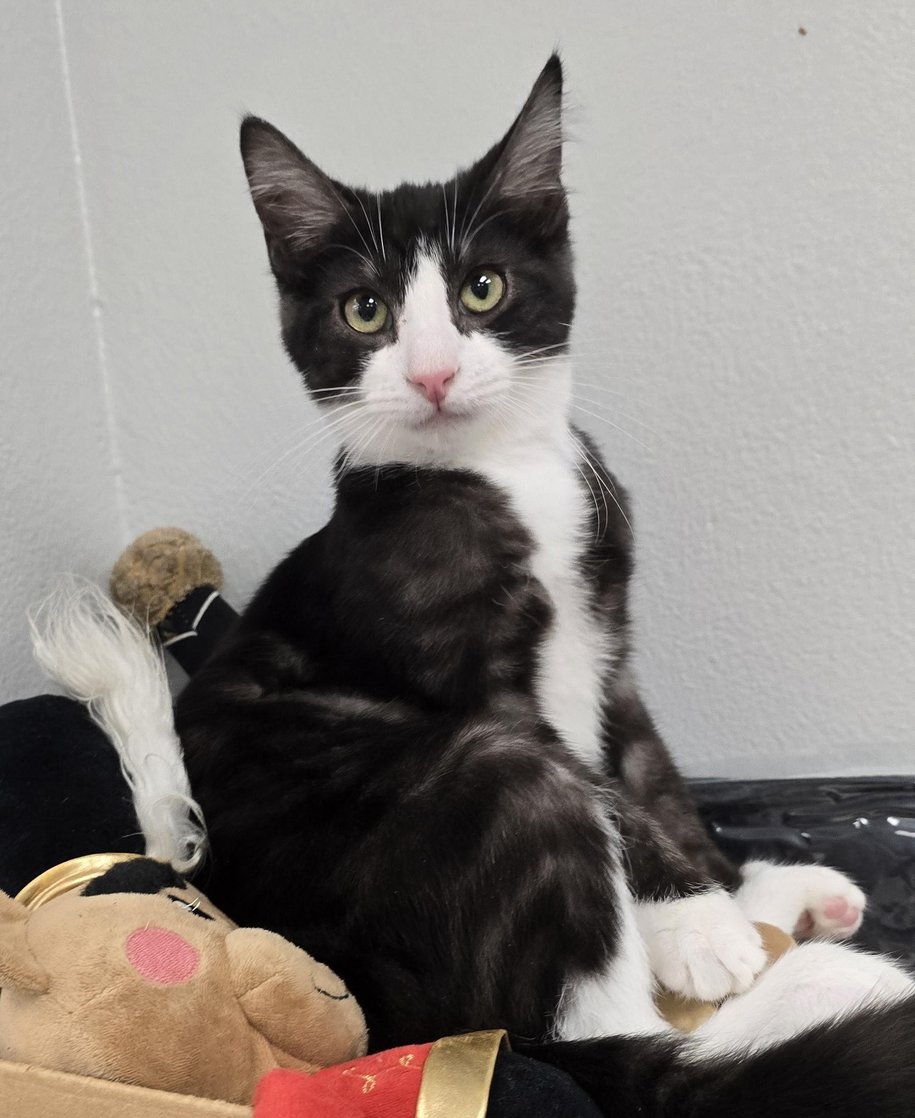 Enlarge GRIZZLY BEAR, an adopted Domestic Short Hair in Oak Lawn, IL image 1/3