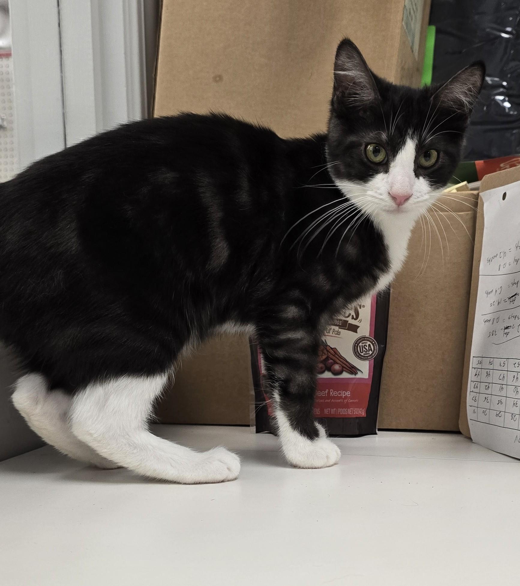 Enlarge GRIZZLY BEAR, an adopted Domestic Short Hair in Oak Lawn, IL image 3/3