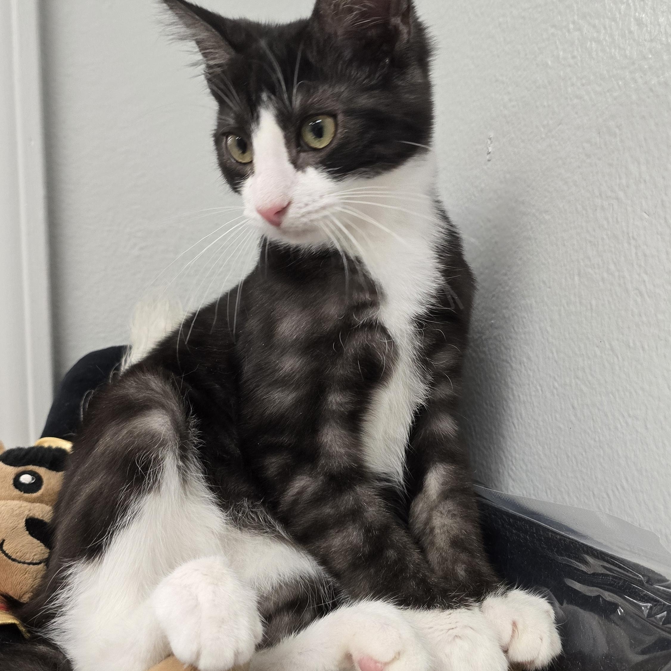 Enlarge GRIZZLY BEAR, an adopted Domestic Short Hair in Oak Lawn, IL image 2/3