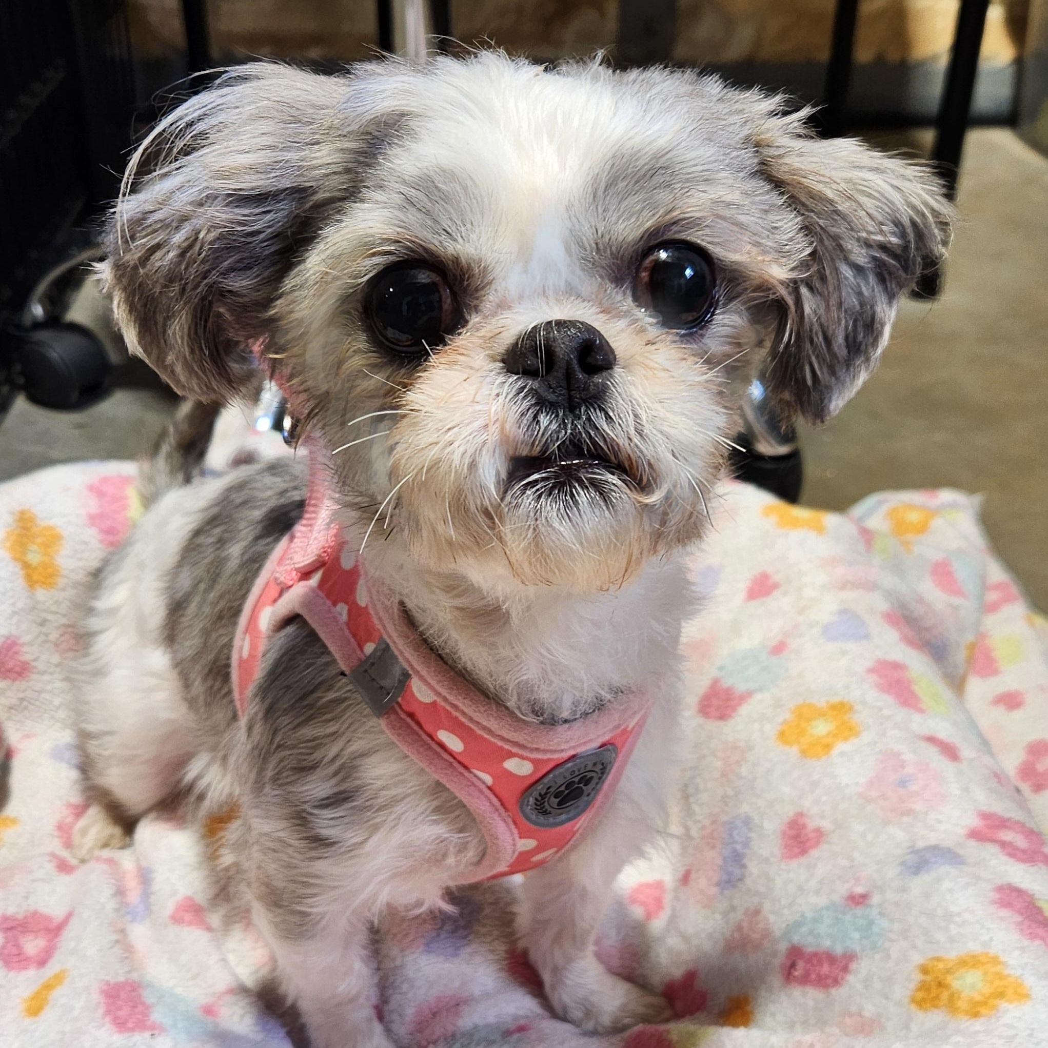 Frizzle, Adoptable, Adult Female Shih Tzu.