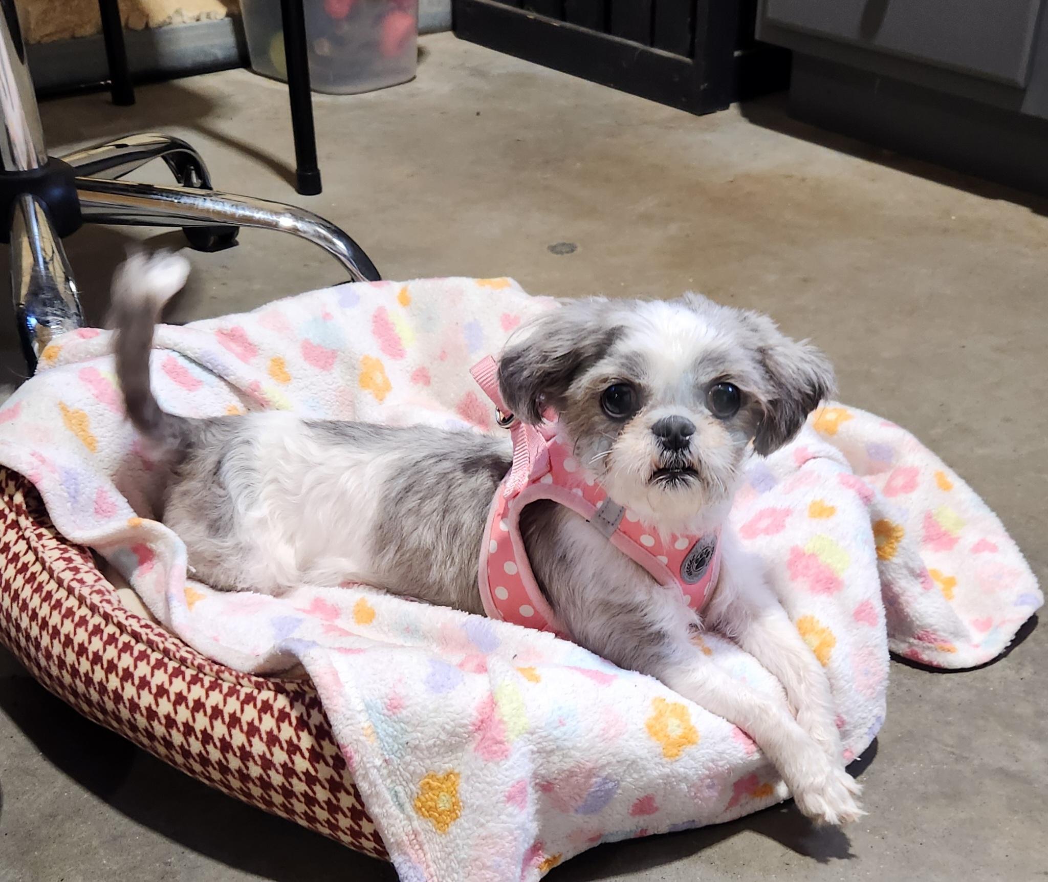 Enlarge Frizzle, a Adoptable Shih Tzu in Pelzer, SC image 2/3