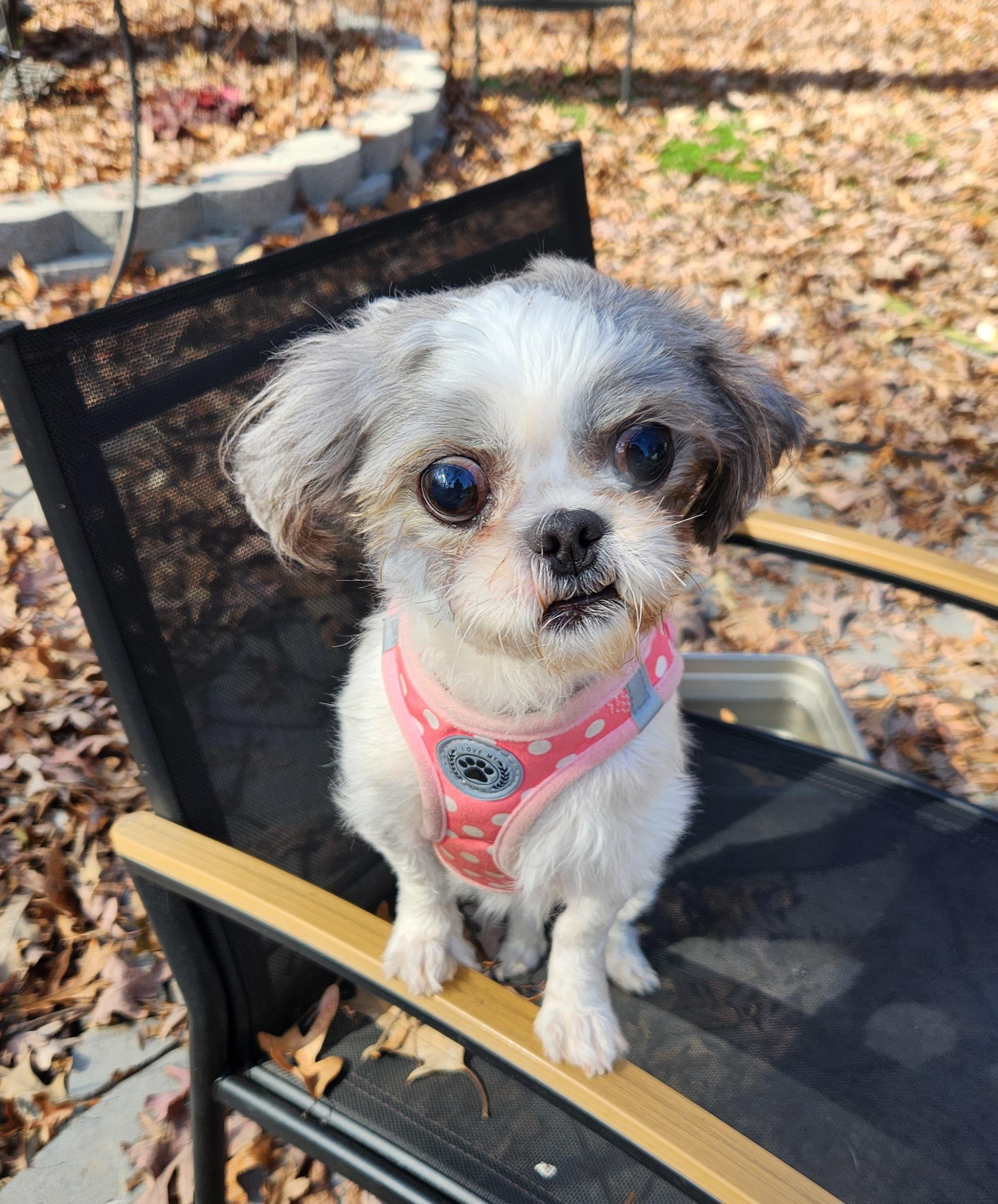 Enlarge Frizzle, a Adoptable Shih Tzu in Pelzer, SC image 3/3