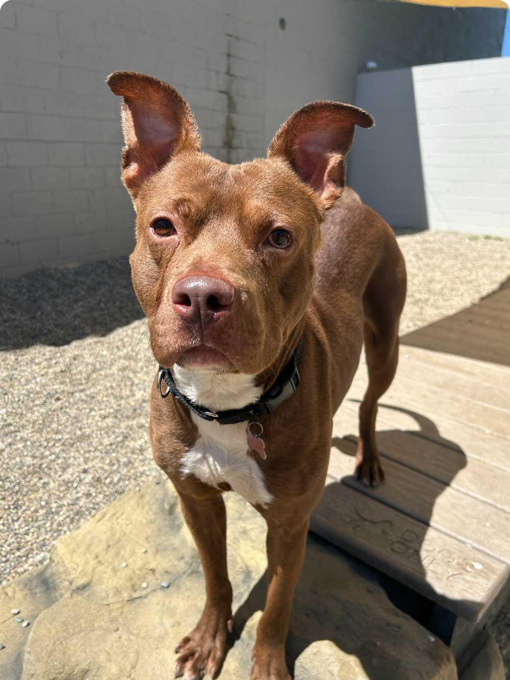 Rusty, a Adoptable mixed breed in Detroit, MI image 2/6