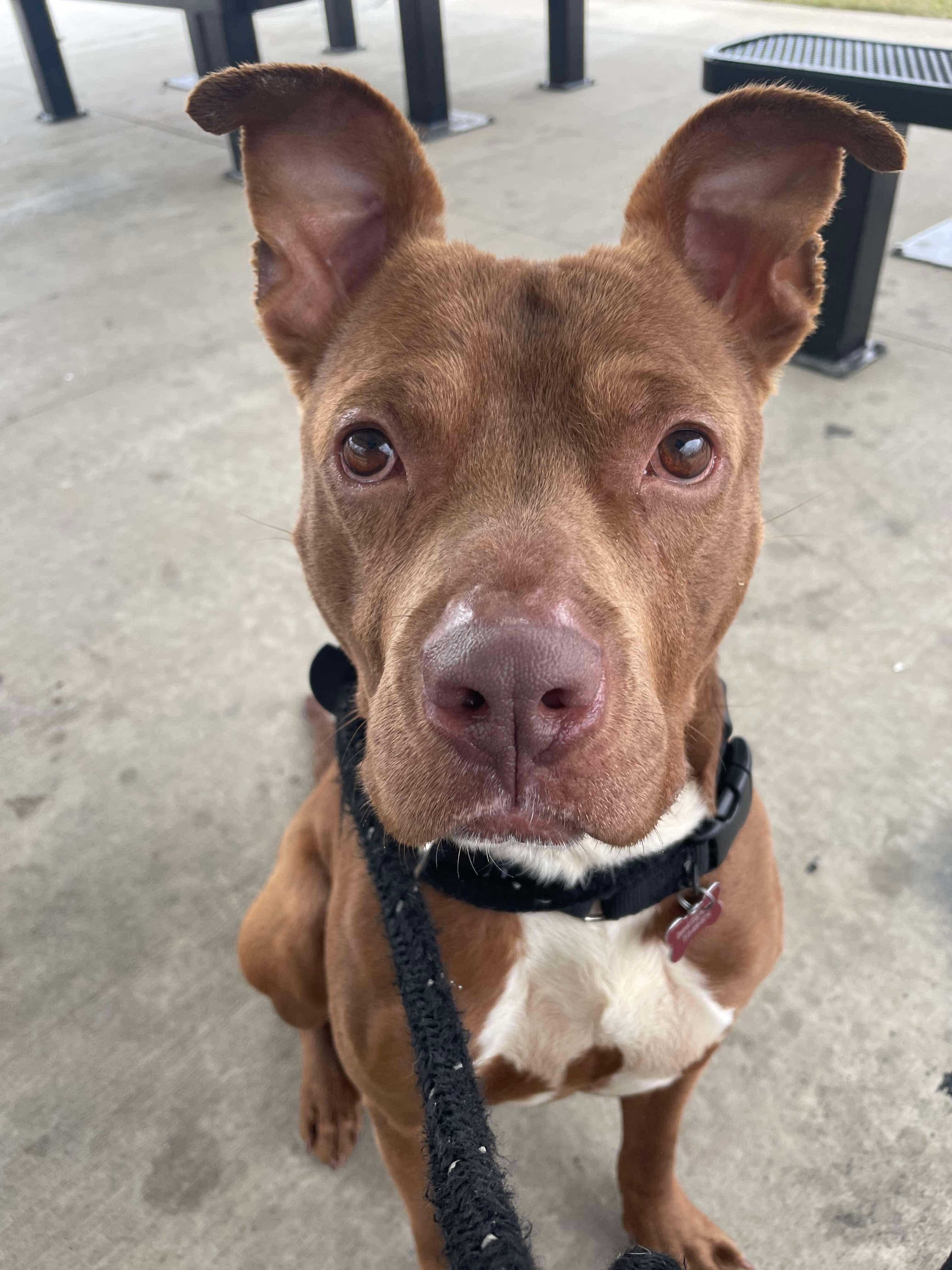 Rusty, a Adoptable mixed breed in Detroit, MI image 6/6