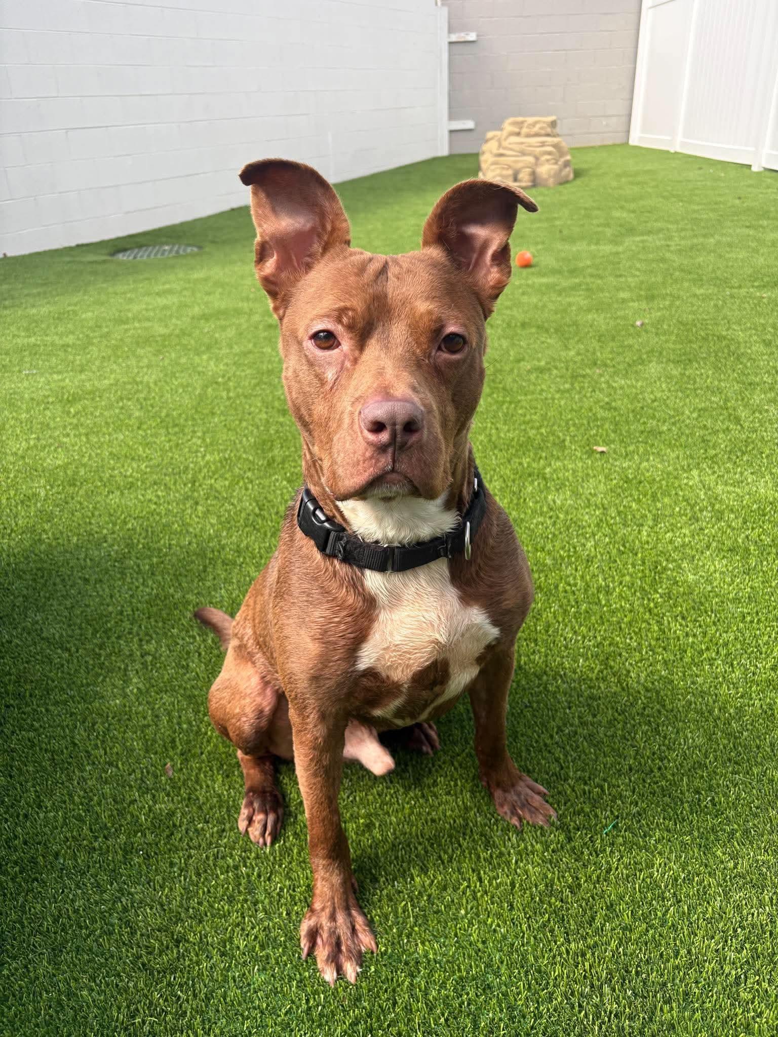 Enlarge Rusty, a Adoptable mixed breed in Detroit, MI image 1/6