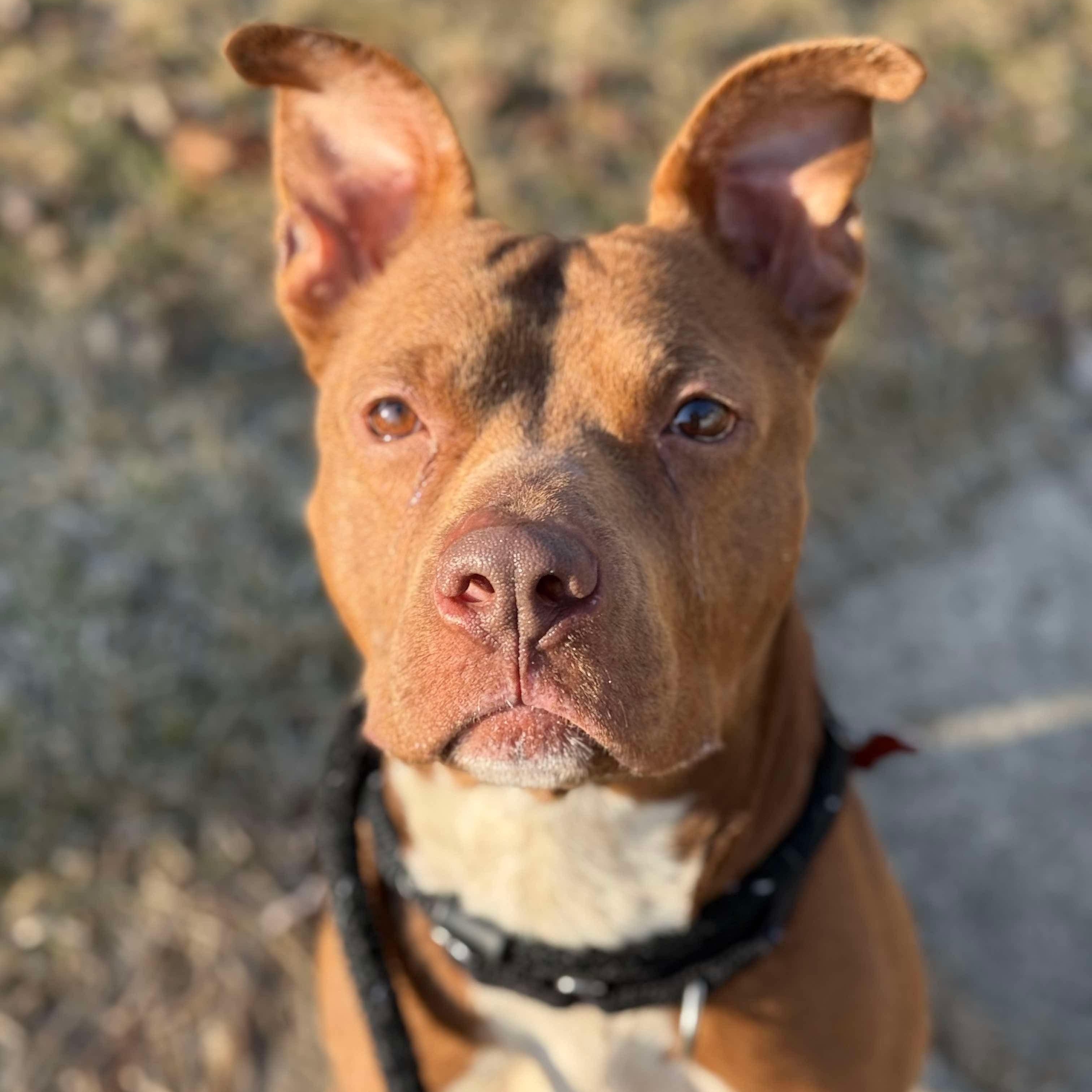 Rusty, a Adoptable mixed breed in Detroit, MI image 1/5
