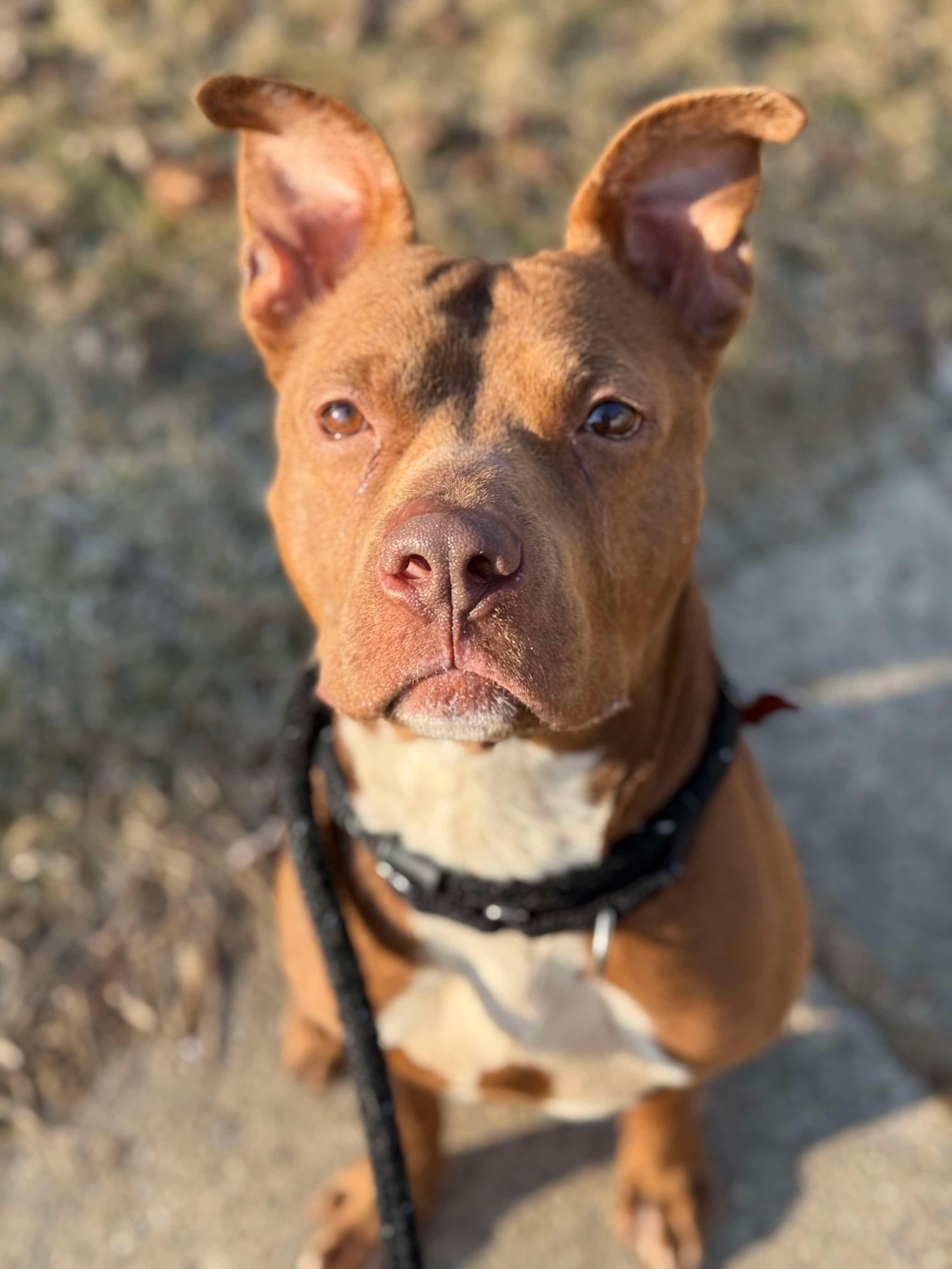 Rusty, a Adoptable mixed breed in Detroit, MI image 1/6