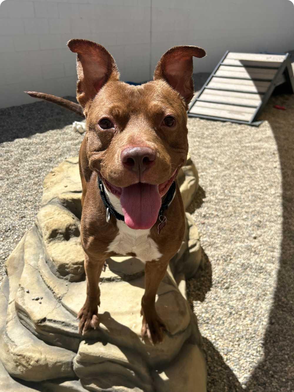 Rusty, a Adoptable mixed breed in Detroit, MI image 4/6