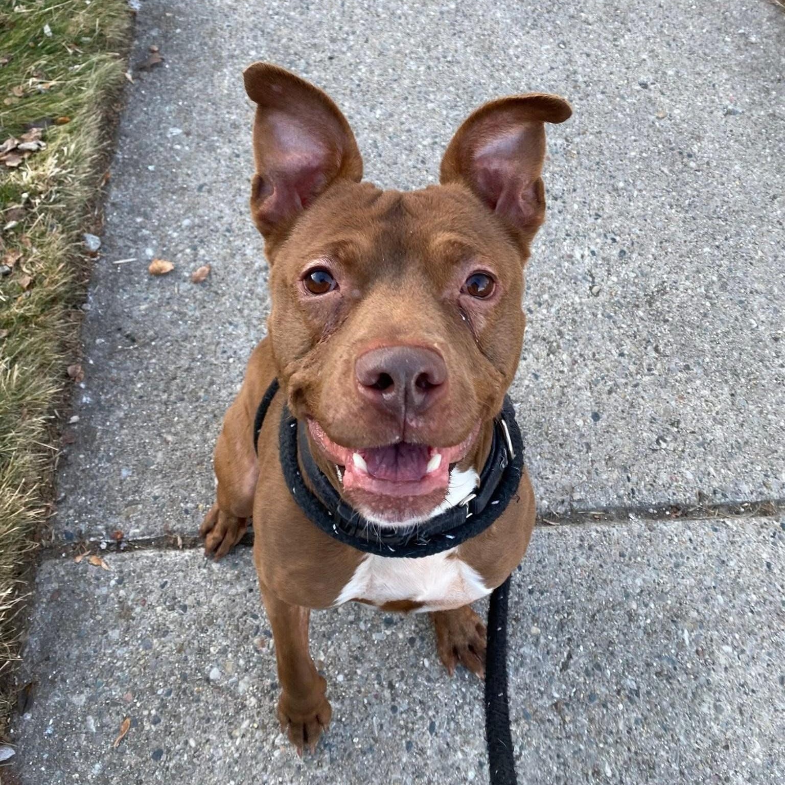 Rusty, Adoptable, Adult Male Pit Bull Terrier & Mixed Breed.