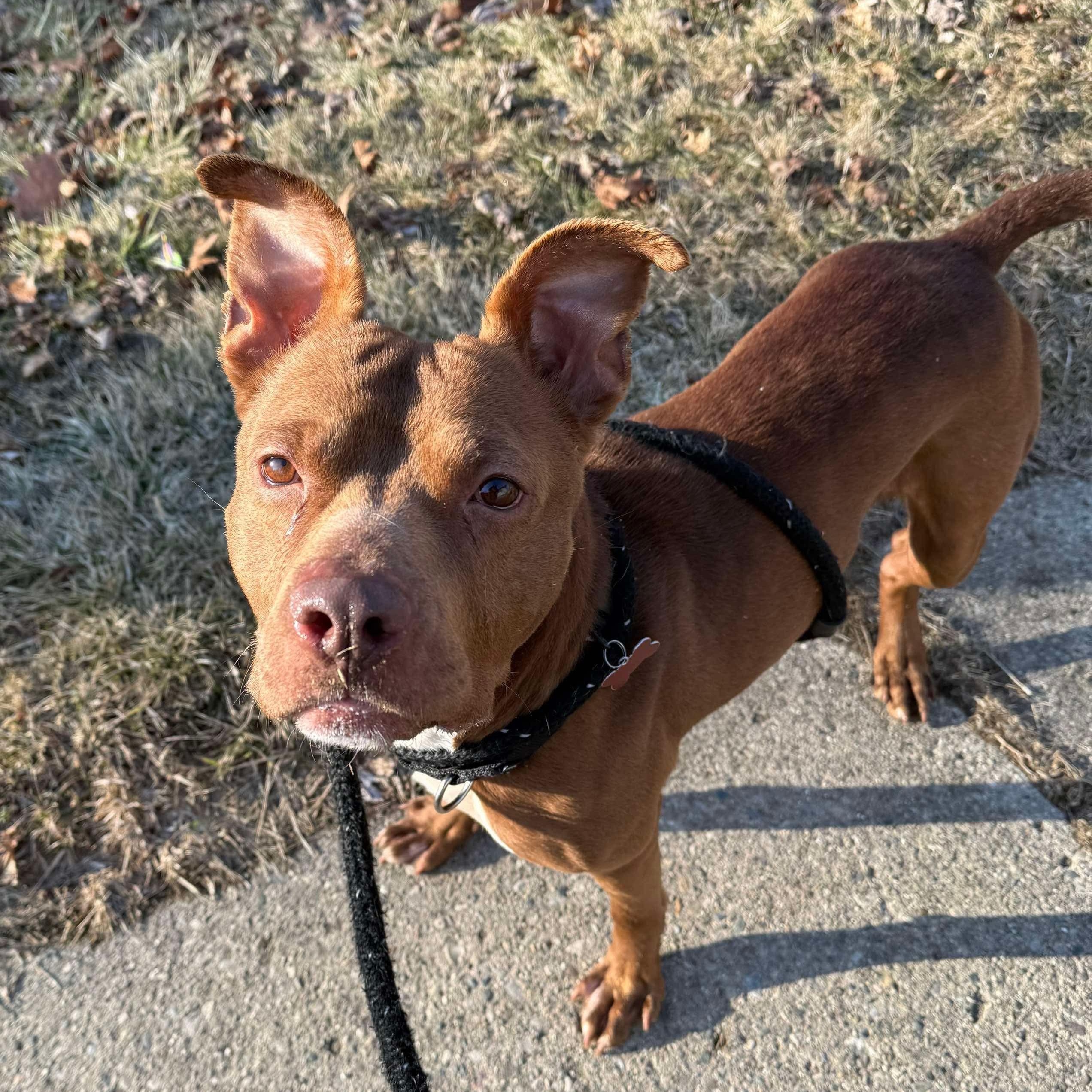 Rusty, a Adoptable mixed breed in Detroit, MI image 3/6